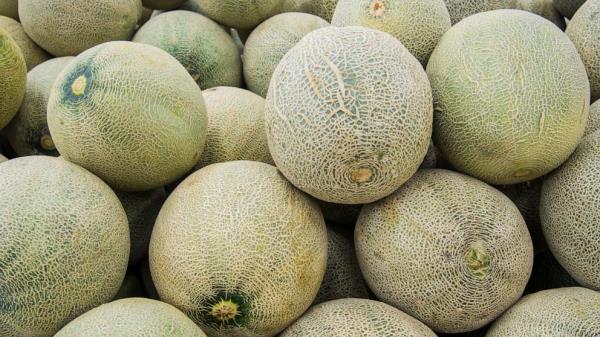 由于沙门氏菌风险，在美国多个州销售的哈密瓜被召回