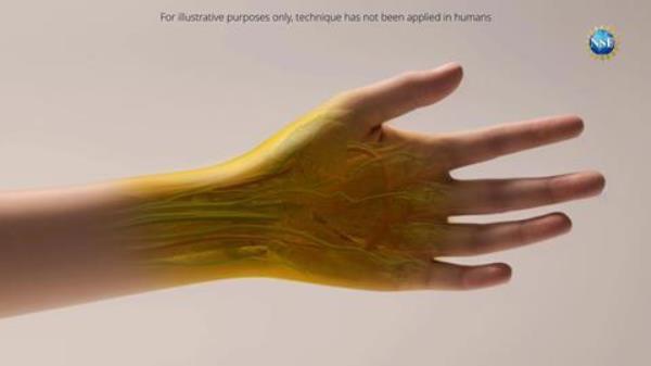 An illustration of a hand with the veins, arteries and muscles showing through the skin