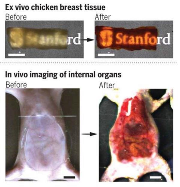 黄色食用染料可以给医生提供一种观察皮肤下面的新方法