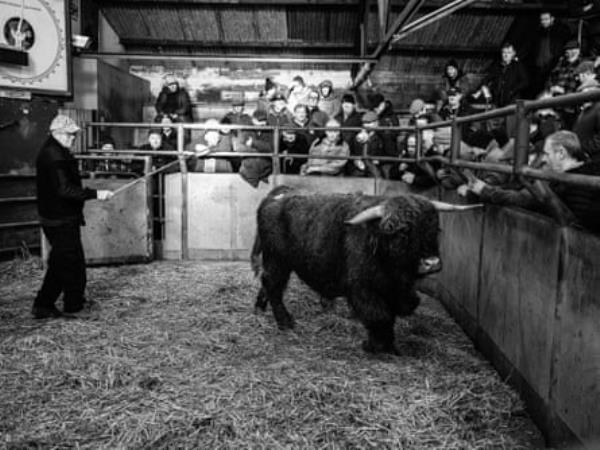 Cattle being brought in to be milked on Rhiwgriafol farm