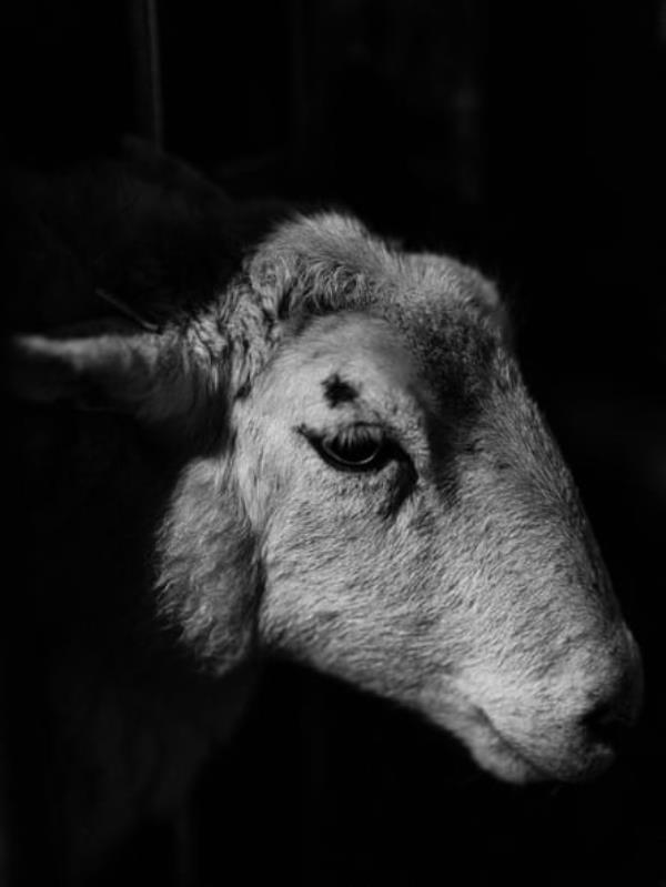 Black and white picture of a sheep’s head