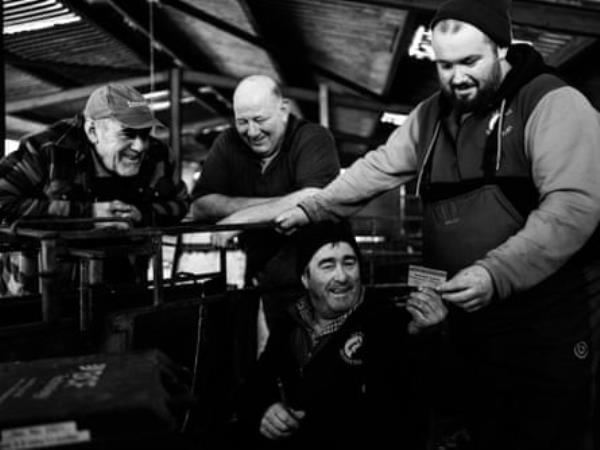 Dafydd Pughe (left) with his brother John (2nd left) and his son Alwyn (right) reading the results after a day scanning ewes for pregnancy.