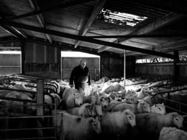 John collecting his ewes for scanning for pregnancy.