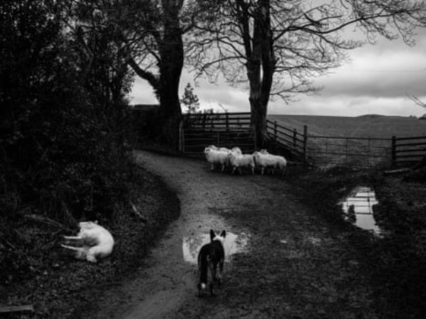 A sheepdog and sheep in the Dyfi valley